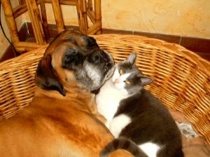 Come chien et chat